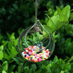 Ball Shaped Terrarium